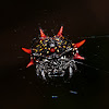 Spiny-backed orbweaver spider