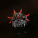Spiny-backed orbweaver spider