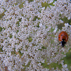 Ladybug (Ladybird beetle)