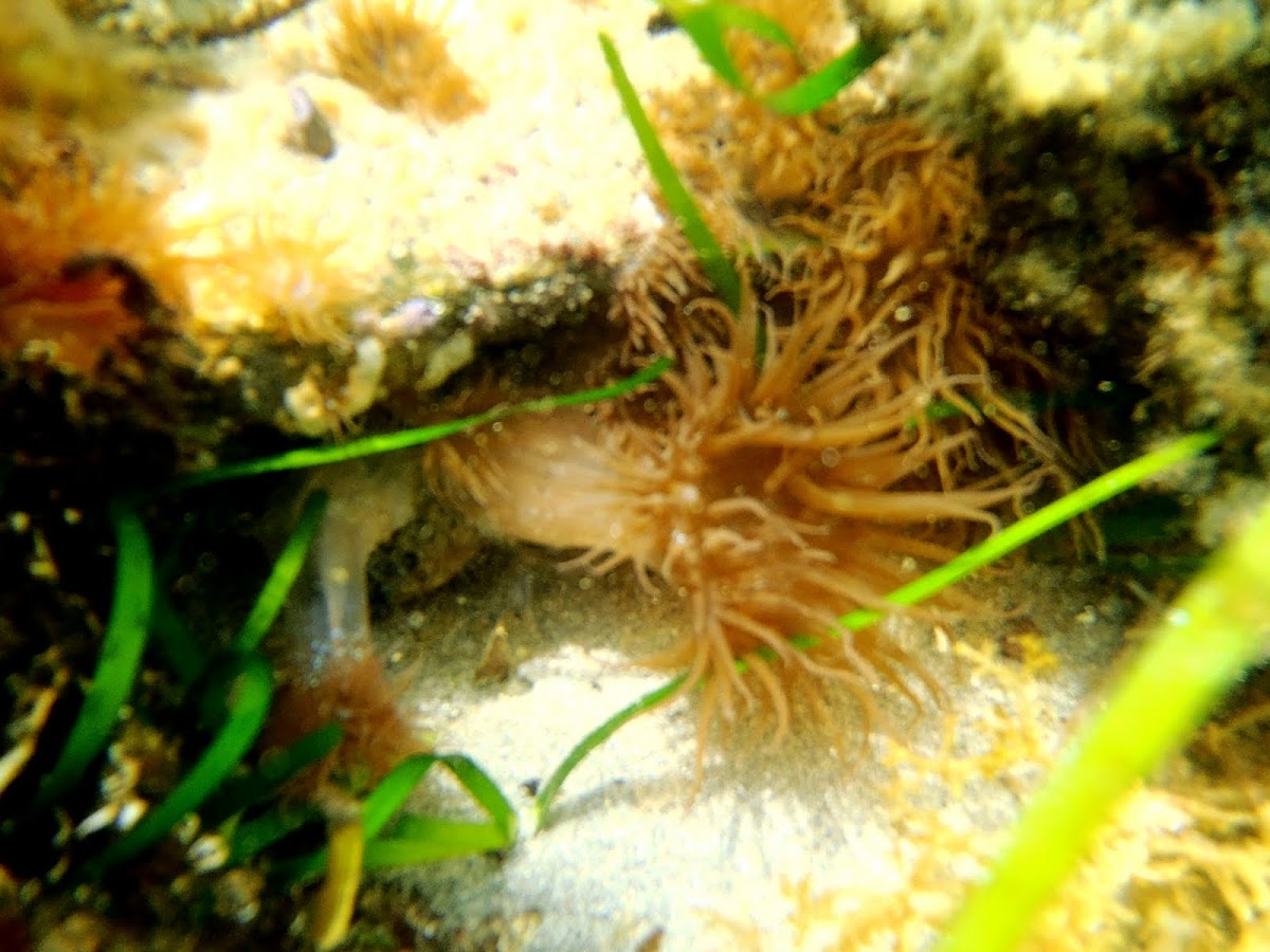 Anemona de mar