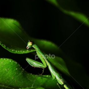 Praying Mantis by Henry Salvador - Animals Insects & Spiders
