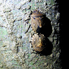 Toad Stink Bug Mating