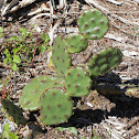 Florida cactus