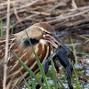 American Bittern