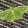 Red-fringed emerald moth