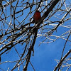 Cardinal