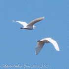 Cattle Egret; Garcilla Bueyera