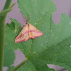 Chickweed Geometer (Male)