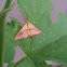 Chickweed Geometer (Male)