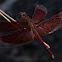 Straight-Edged Red Parasol Dragonfly