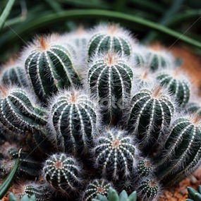 by Md Mamunur Rahman - Nature Up Close Other plants