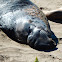 Elephant Seal (Males)