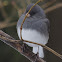 Dark-eyed Junco