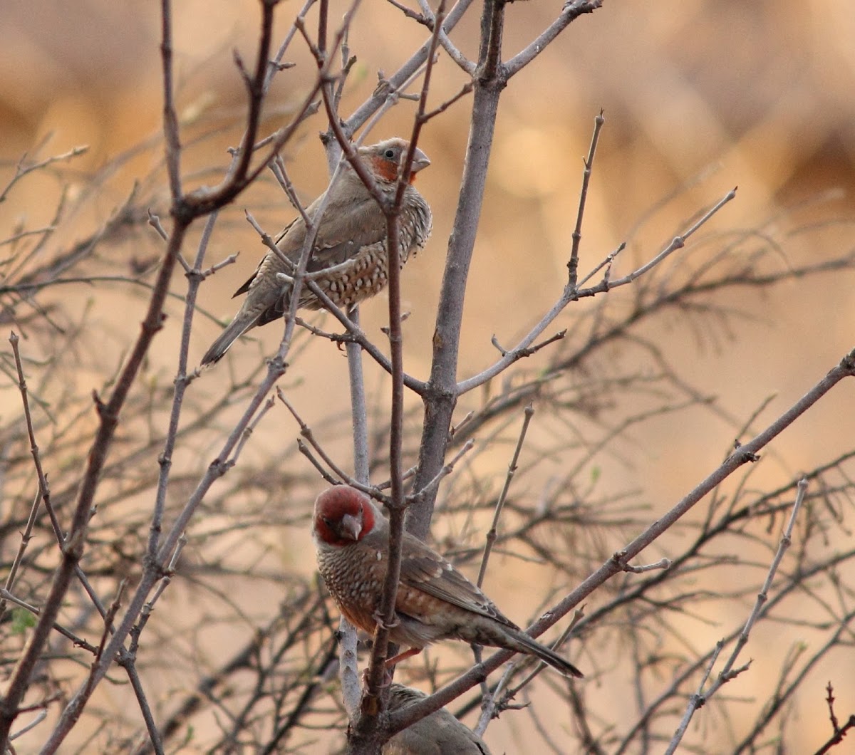 Red-headed finch