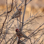 Red-headed finch