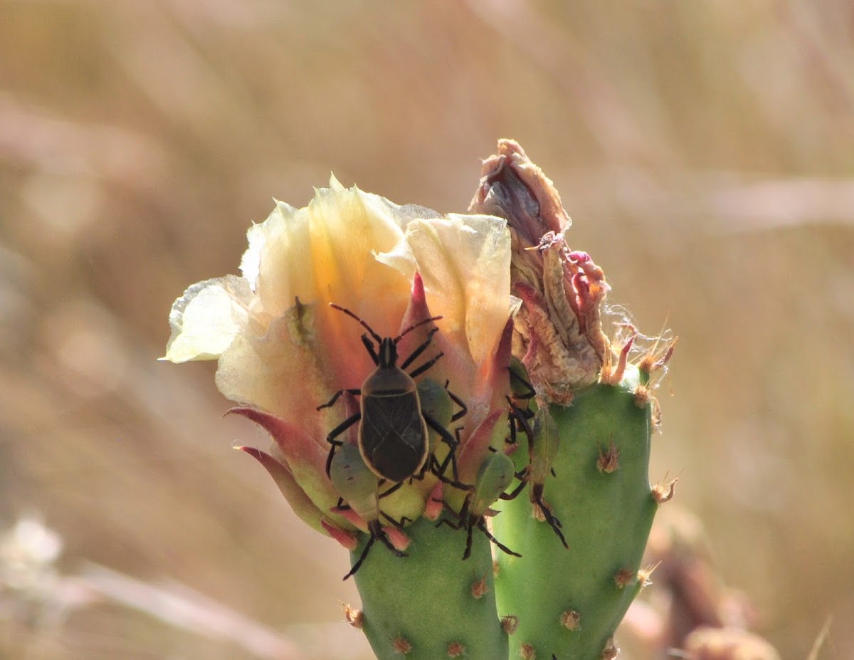 Cactus Bug