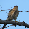 Cooper's Hawk