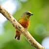 Olive-backed Euphonia