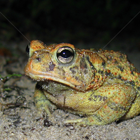 Late Night Diner by Dianne Stephens-Miller - Animals Amphibians