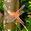 Skimmer Dragonfly