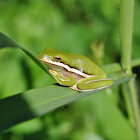 American green tree frog