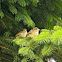 House Sparrows infants