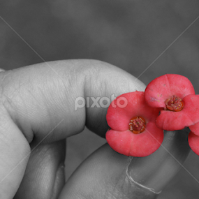 tiga by Arri Alkatiri - Flowers Flower Arangements