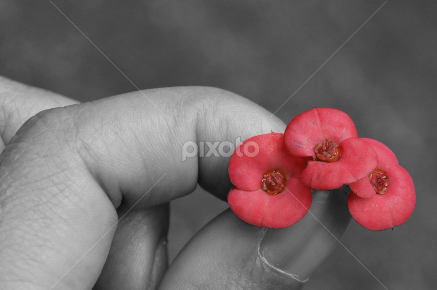 tiga by Arri Alkatiri - Flowers Flower Arangements