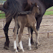 Baby Animals Photo Book