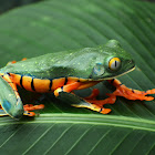 Splendid leaf frog