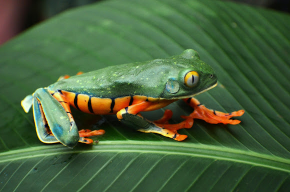 Splendid leaf frog | Project Noah