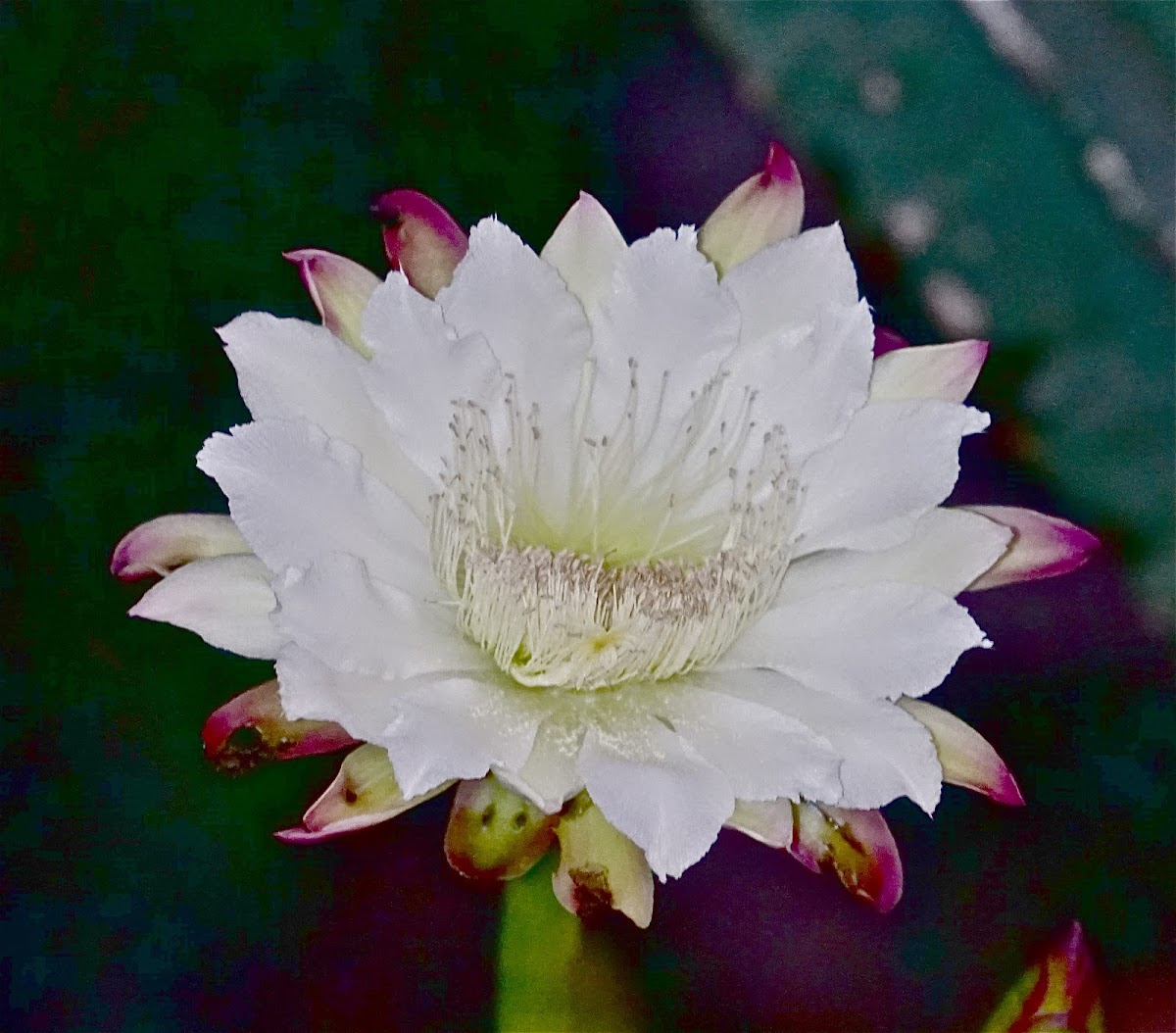 cactus night-bloomer