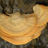 Sulfur Shelf Mushrooms