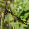 Pacific Spiketail
