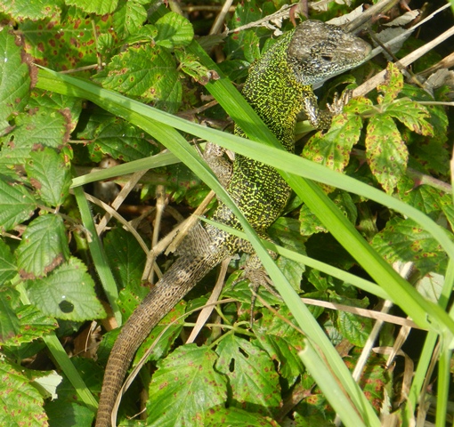 Lagarto verdinegro, Iberian Emerald Lizard