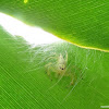 Two-striped Jumper Spider (female)
