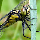 Southern Pygmy Clubtail Dragonfly