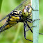 Southern Pygmy Clubtail Dragonfly