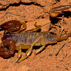 Australian Scorpion