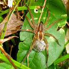 Rabid wolf spider