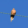 Mourning Dove