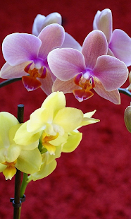How to install Orchids Live Wallpaper 1.0 unlimited apk for android