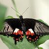 Papilio Alphenor