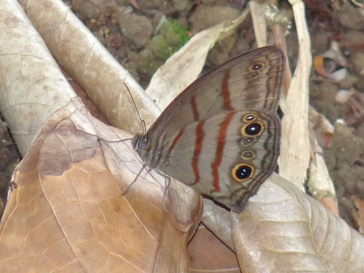 Satyrid butterfly