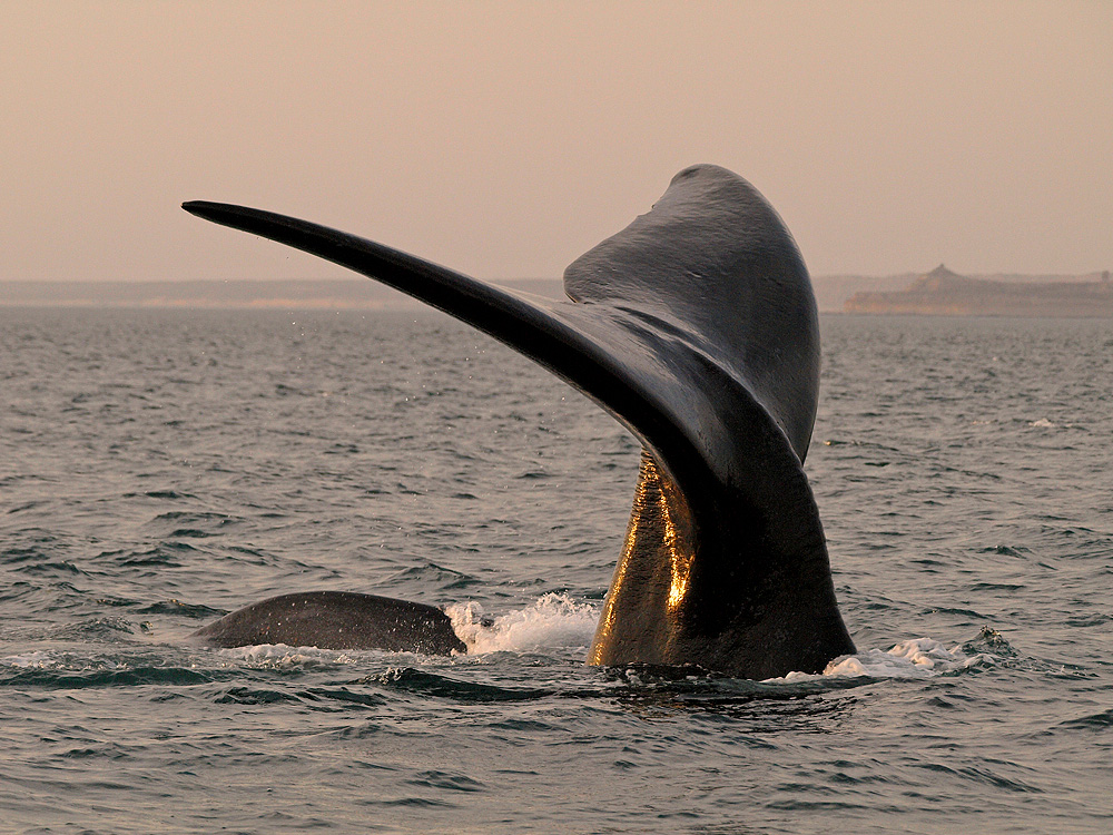 Ballena franca austral (Southern right whale)