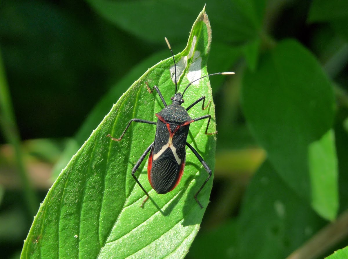 Heliconia bug - Chinche