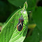 Heliconia bug - Chinche