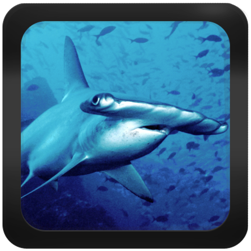 Shark Species: Types of Shark 教育 App LOGO-APP開箱王