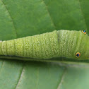 Common Jay caterpillar