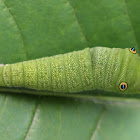 Common Jay caterpillar